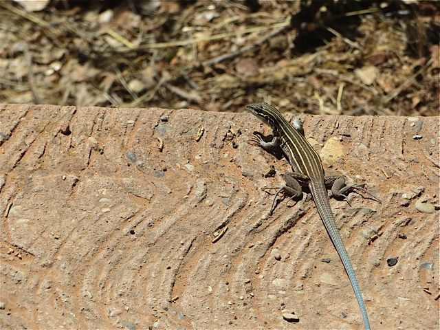 Lizard